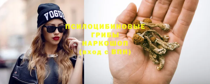 Псилоцибиновые грибы Psilocybe  Бугуруслан 